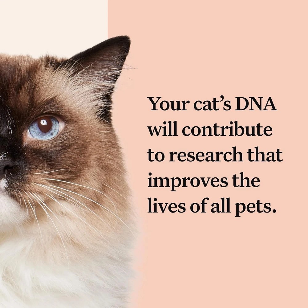 Wisdom Panel Complete: Comprehensive Cat DNA Test kit #15000
