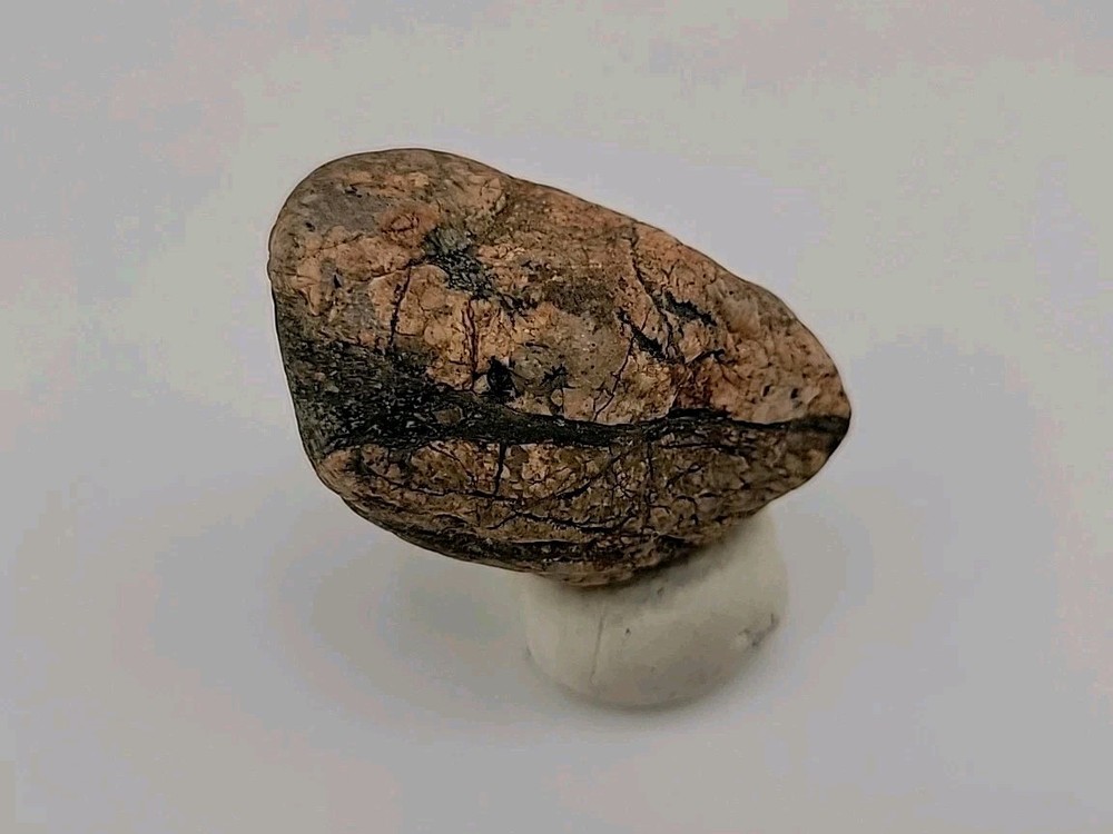 Real Permineralized Bird Egg Fossil