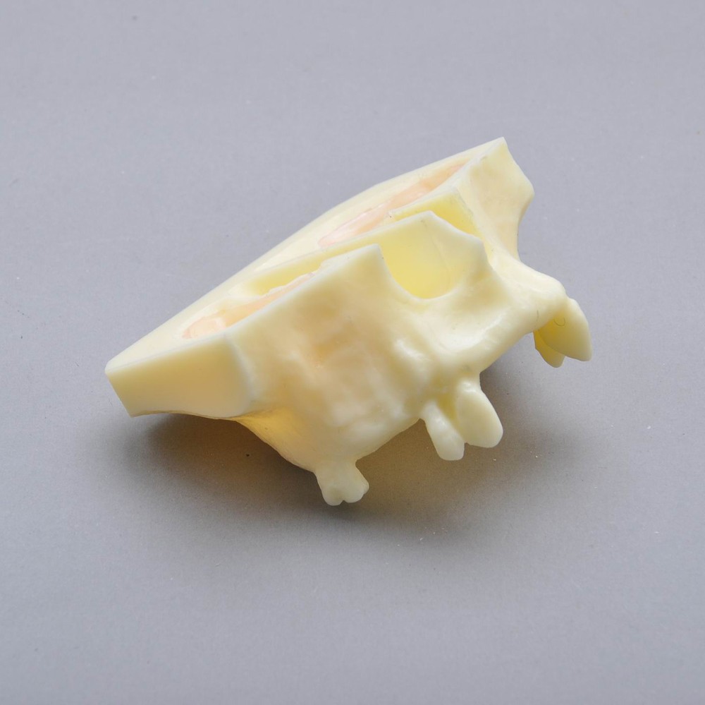 Dental Model #2013 01 - Sinus Lift Practice Model