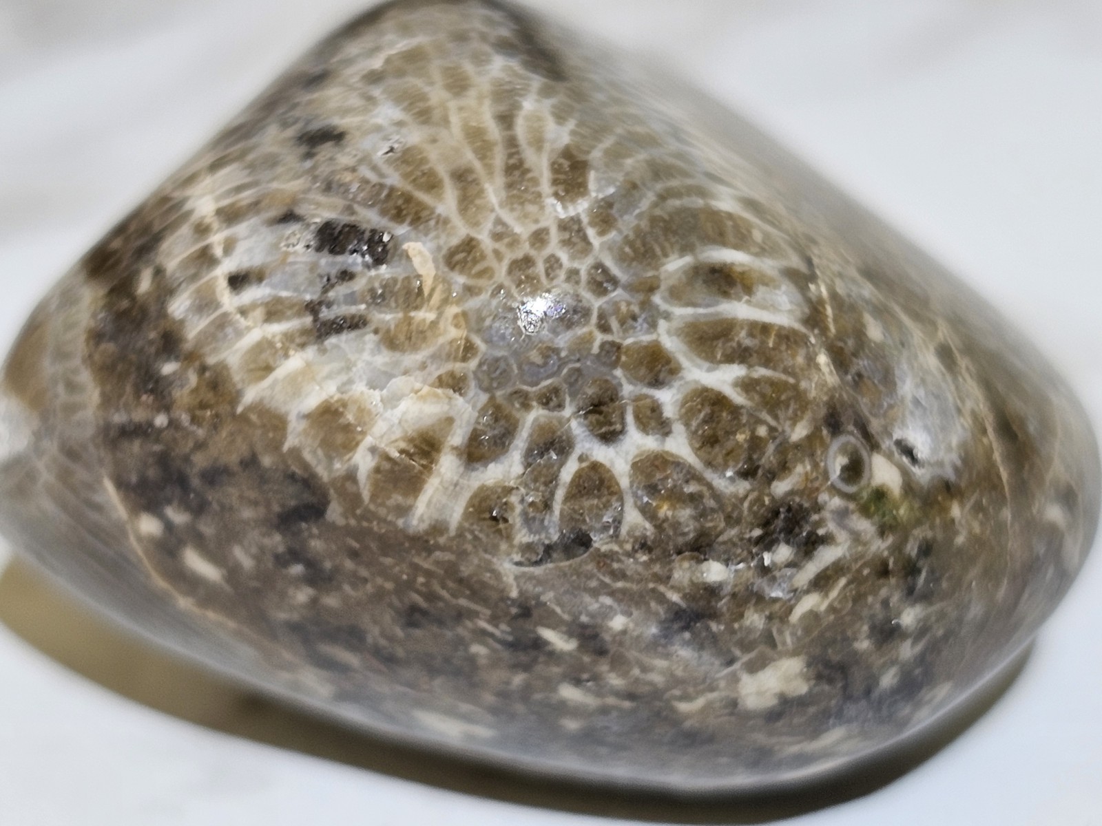 Michigan Horn Coral Agatized 1.5" 1.3 Oz. Fast Shipping Very Unique