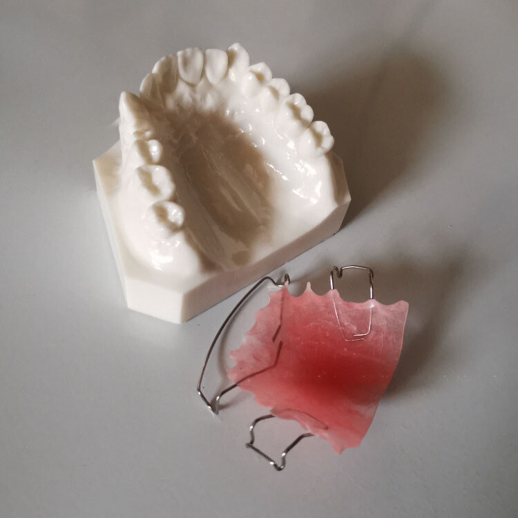 Maxillary orthodontic demonstration dental model with retainer