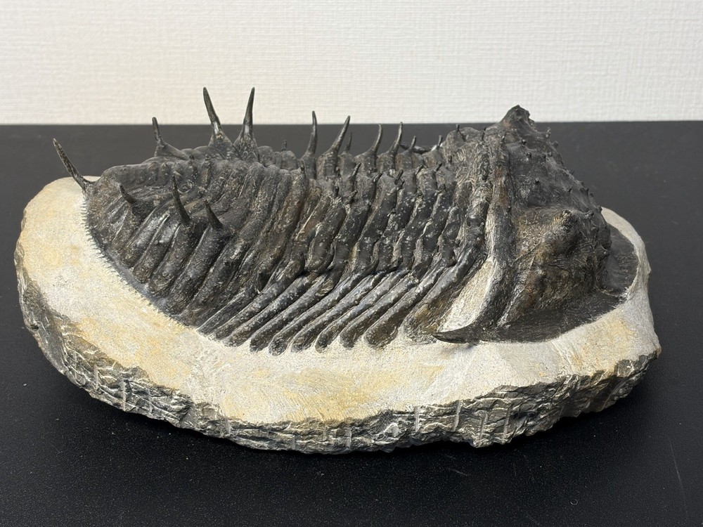 trilobite
