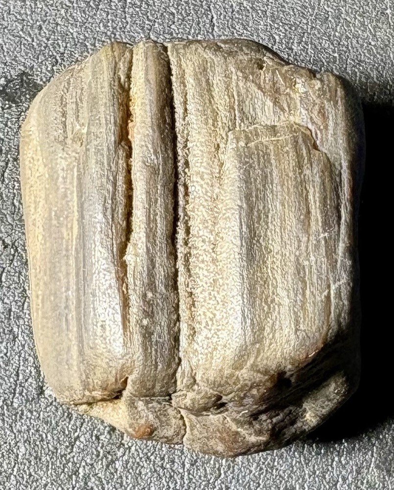 1 oz Petrified Wood