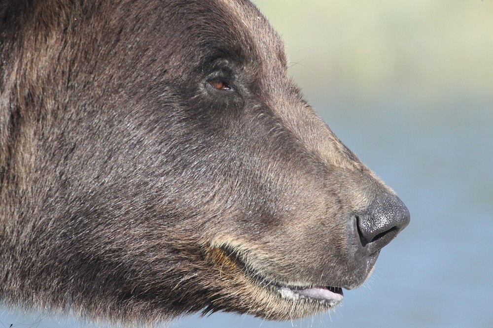 Brown Bear Taxidermy Reference Photo Cd