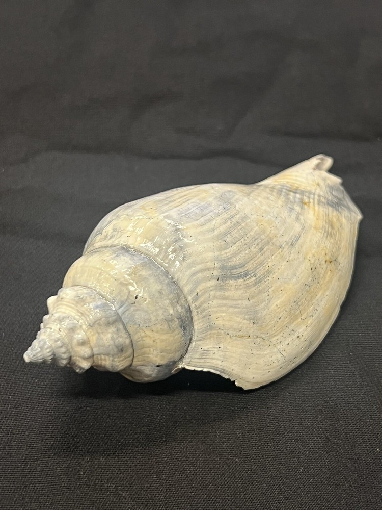 RARE Fossilized FIGHTING CONCH Shell From Central Florida, Pliocene Era.