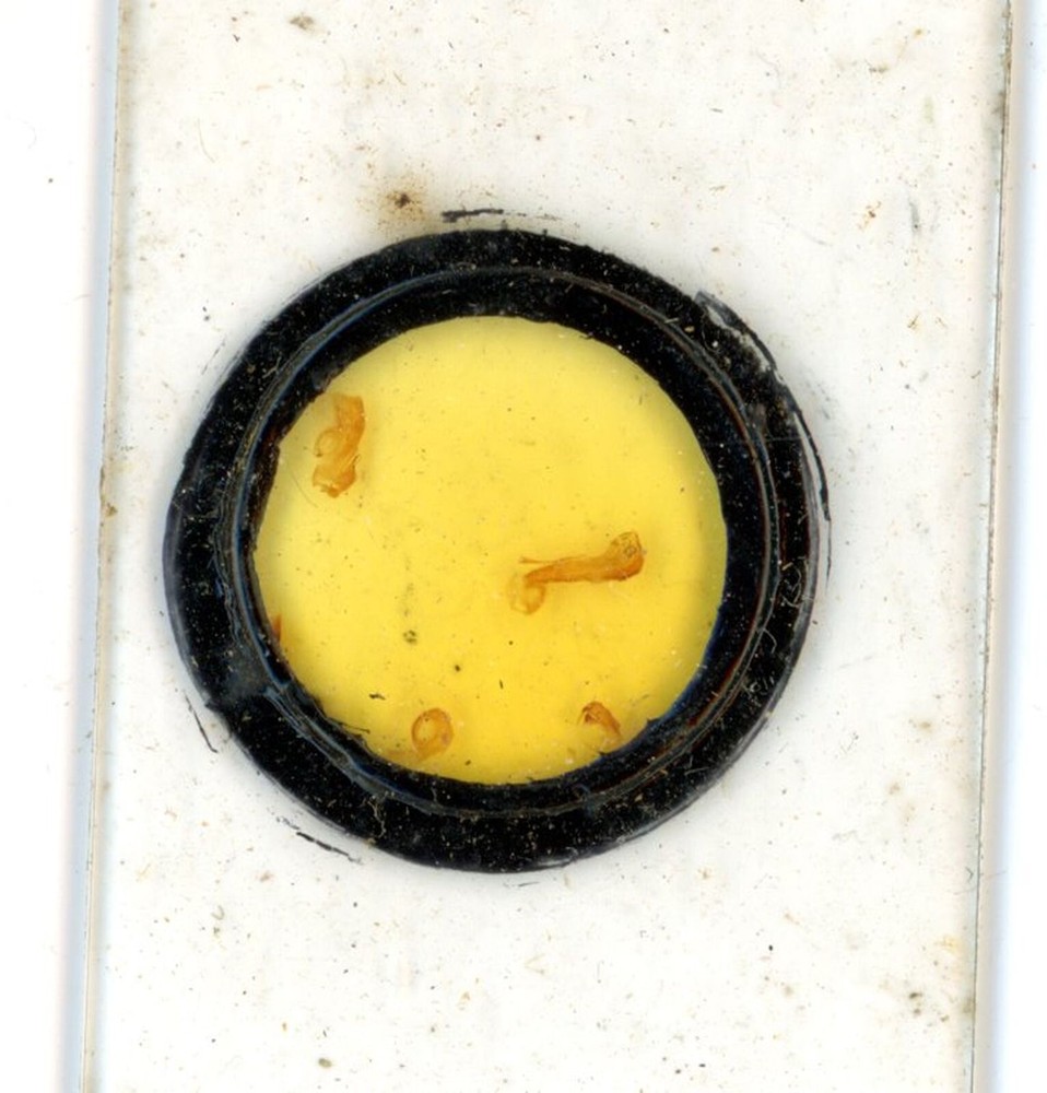 Antique glass Microscope slide unknown sample cant read label #93