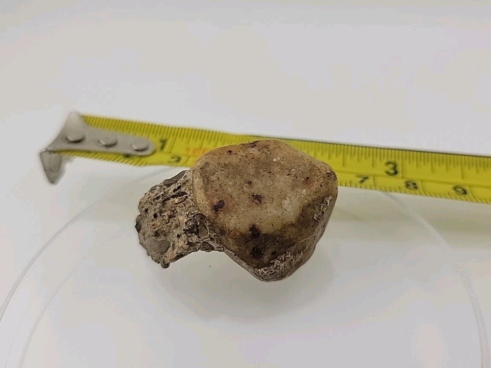 Fossilized Dinosaur HAND CLAW/Knuckle Bone Permineralized Fossil