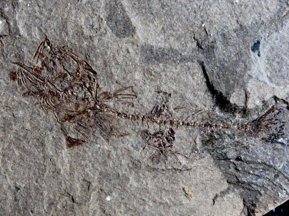 Unknown, undescribed Oligocene  fossil fish