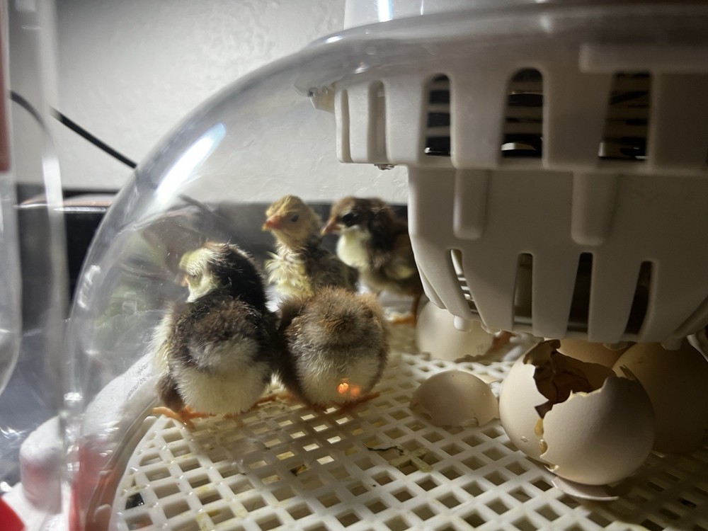 6+ Serama Teacup Chicken Hatching Eggs