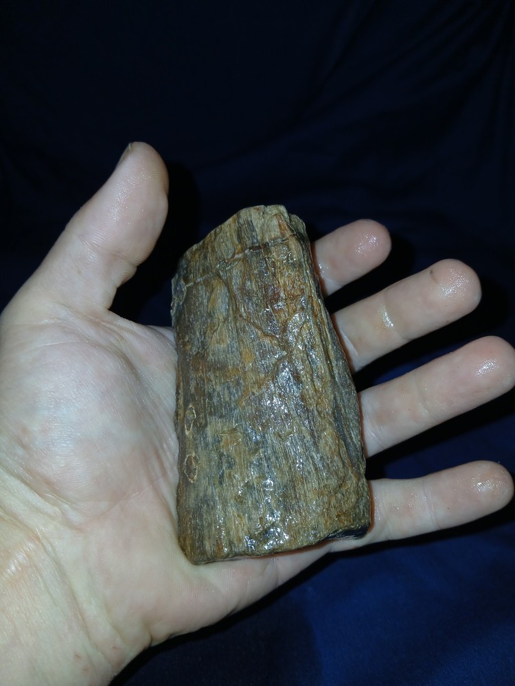 9 oz Agatized Texas Petrified Wood