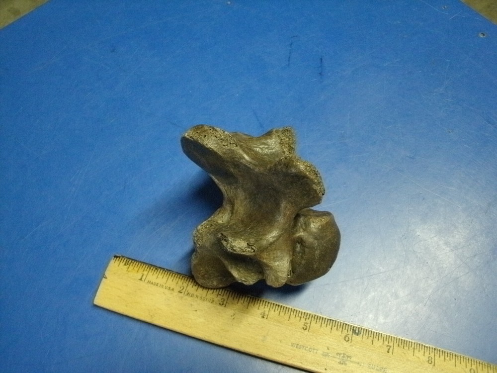 FOSSIL BISON VERTEBRA FROM KANSAS