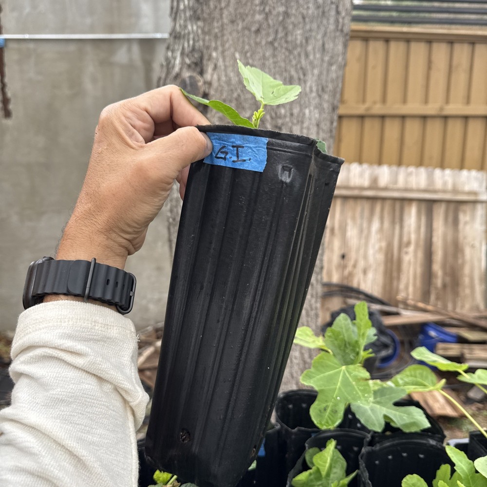 Green Ischia Fig Tree young 🌲