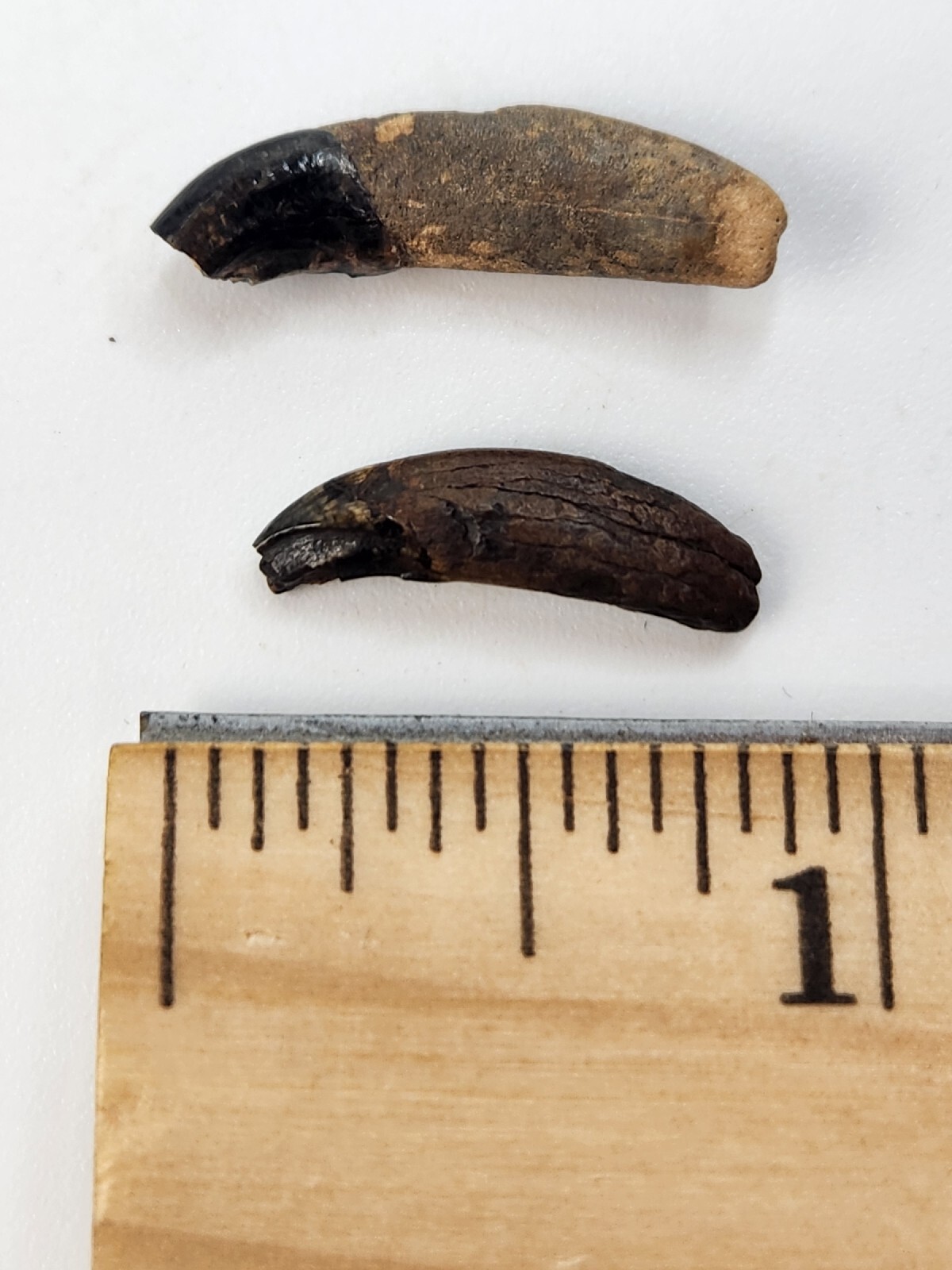 Raccoon Rooted Upper Canine Tooth Fossil - Florida Pleistocene - 1 Per Purchase