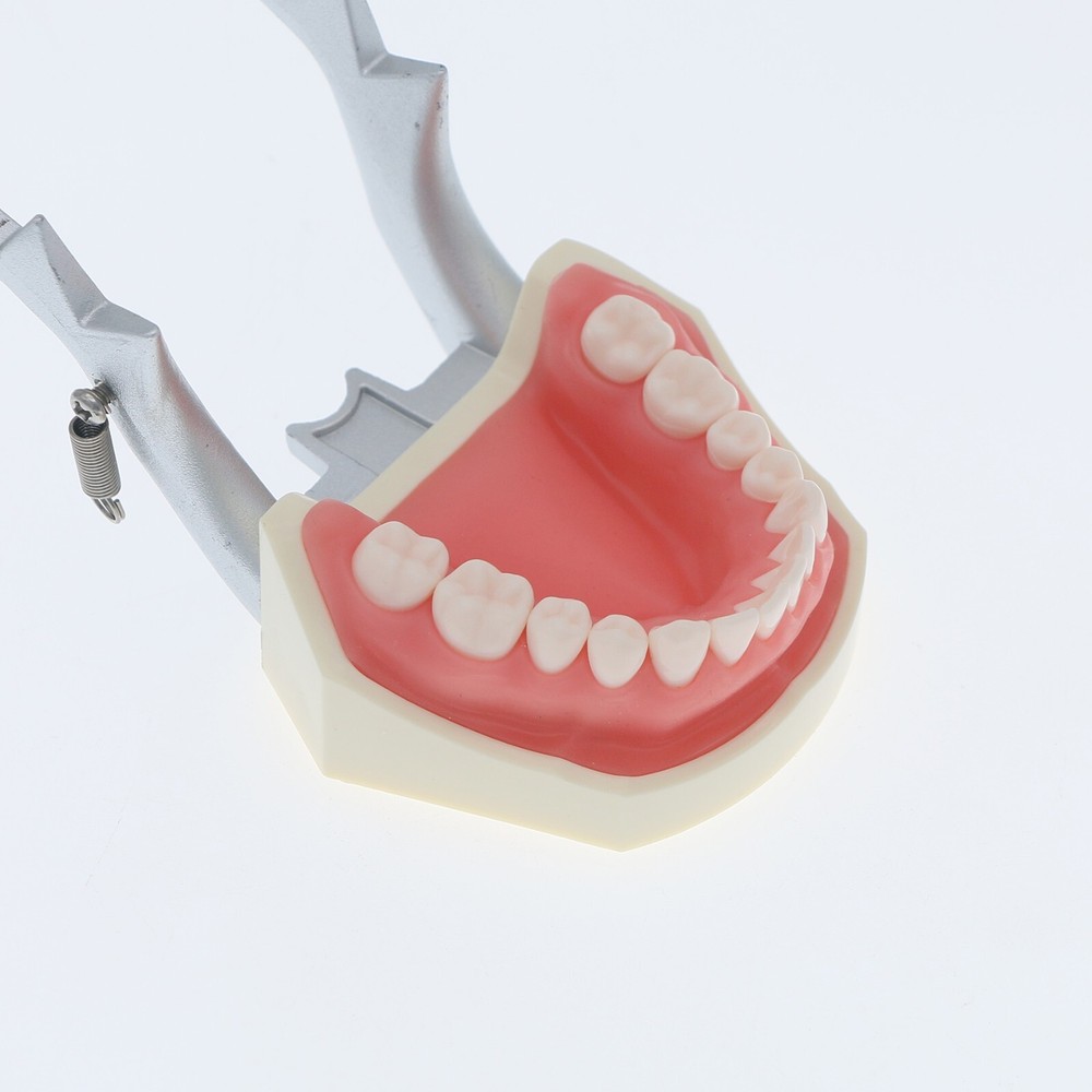 Dental Teeth Model Kit w/ Replaceable Teeth, Implant, Brackets, Mounting Pole