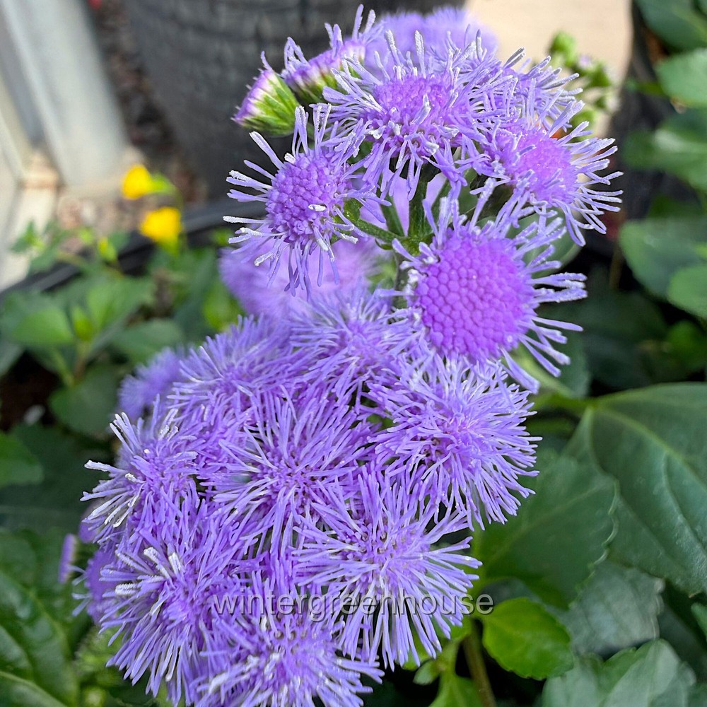 Ageratum, Monarch Magic, Flossflower, Container Size: 4.5"