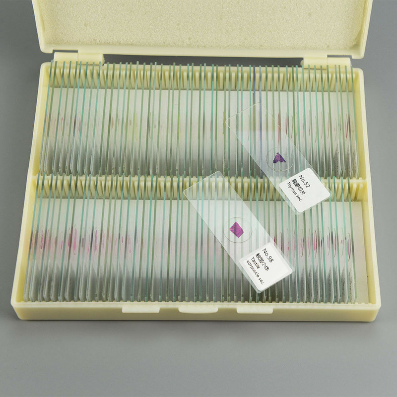 100PCS New Mammal Tissue Sections Histology Prepared Specimen Microscope Slides