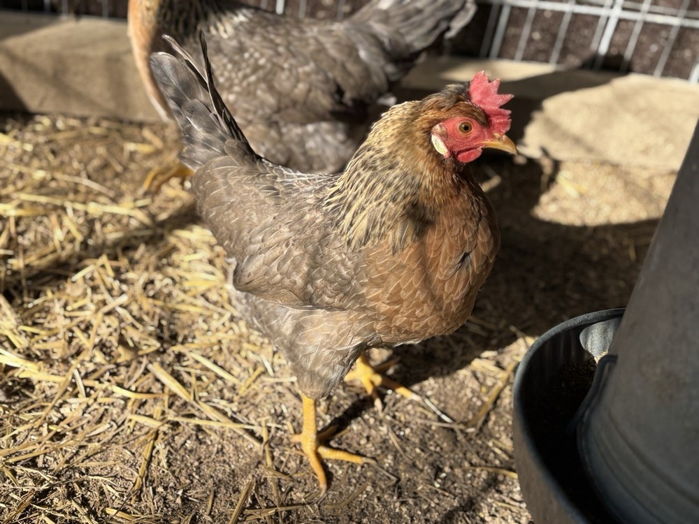 Cream Legbar Hatching Eggs (12 Eggs)