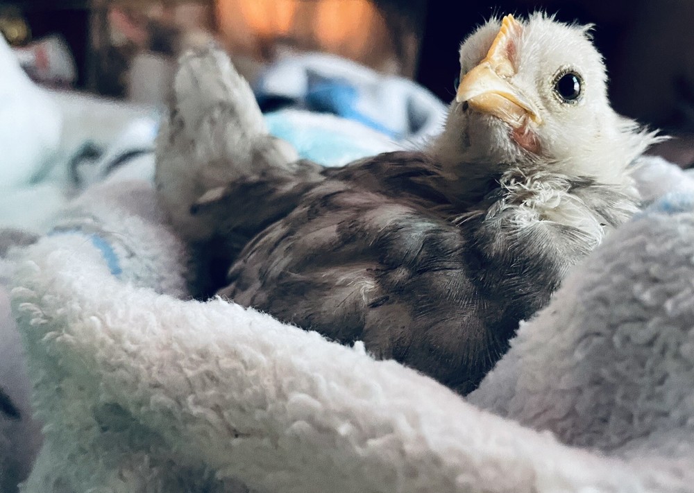 4+2 Extra🐣 💯 PURE Serama Hatching Eggs ❣ **assortment (Hen's Choice)***￼