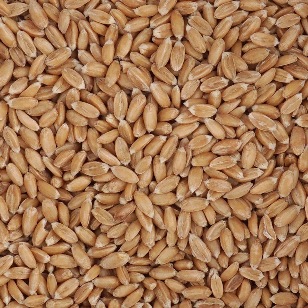 Spelt Berries, 4 Pound Bulk Bag, Hampton Distribution