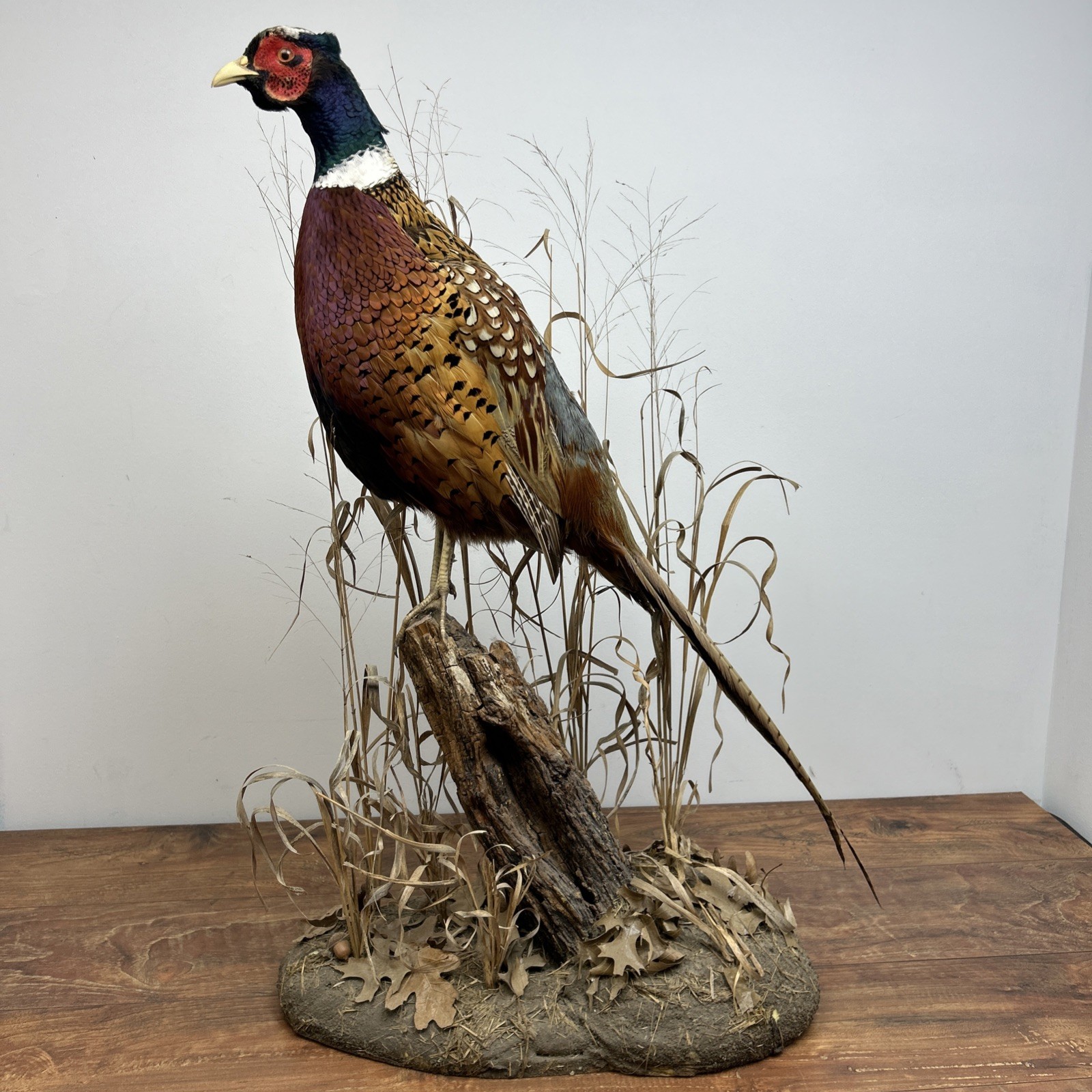 Ringneck Rooster Pheasant Taxidermy Standing Mount Habitat Base Foliage Wood