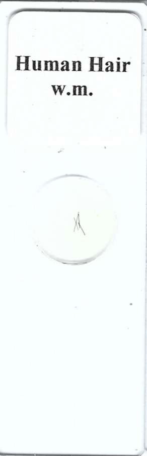 Human Hair Microscope Slide