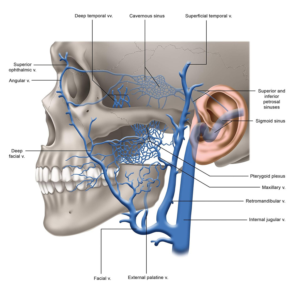 Pterygoid Implants: the Art and Science
