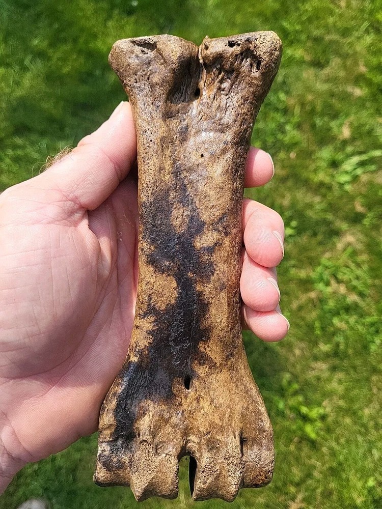 Bison metacarpal Historic bison foot bone