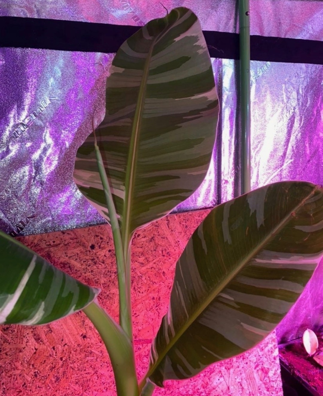 Musa Aeae Variegated Banana Plant Bulb USA Seller