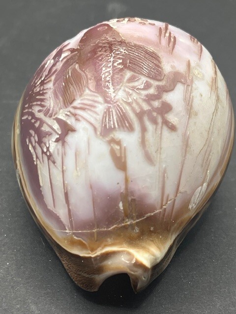 Vintage Hand Carved Cowrie Shell goldfish