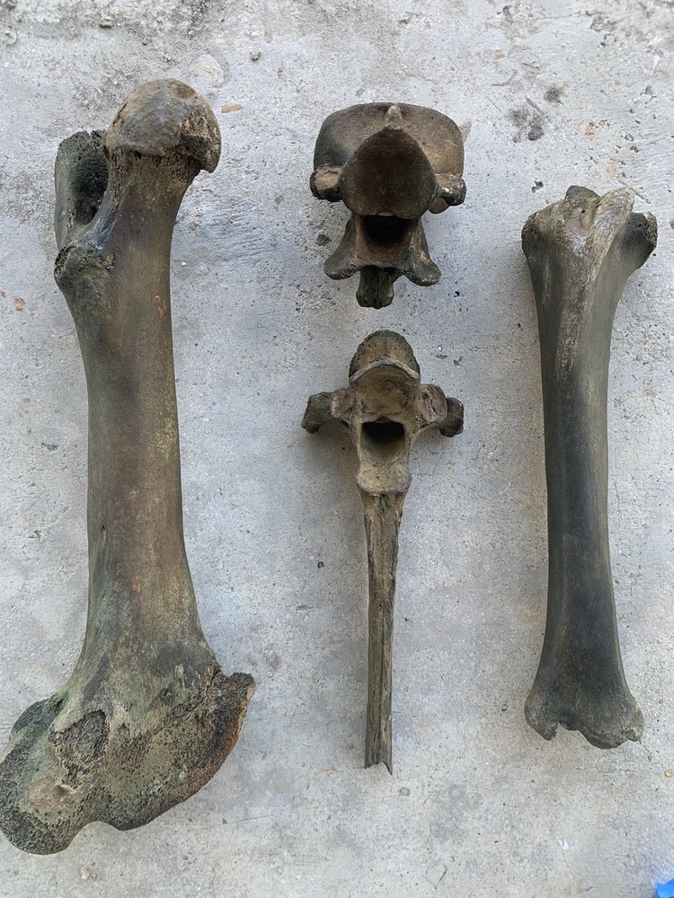 Fossilized Bison Bones