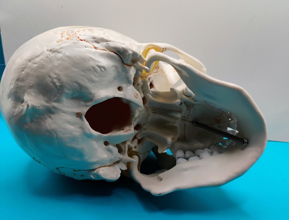 Human Skull Anatomical Model Moveable Jaw Numbered