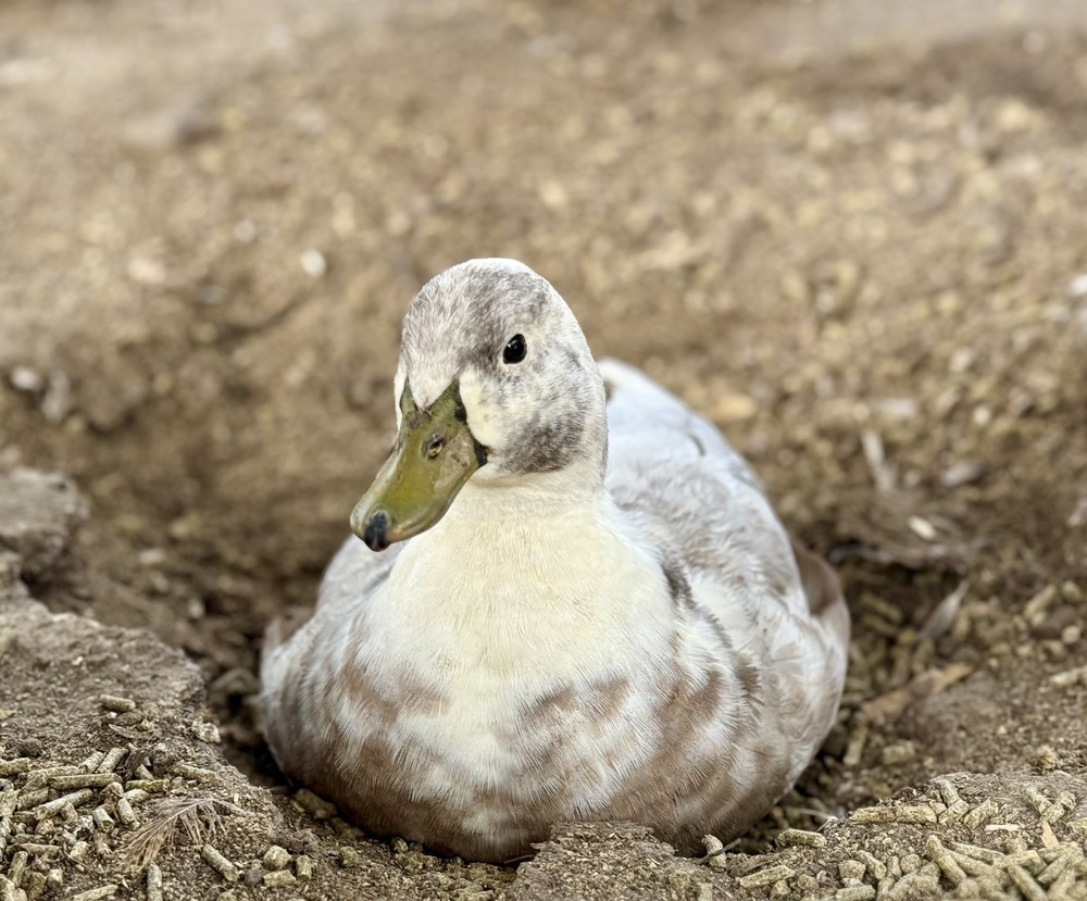 5+ Silver Bibbed Call Duck Hatching Eggs
