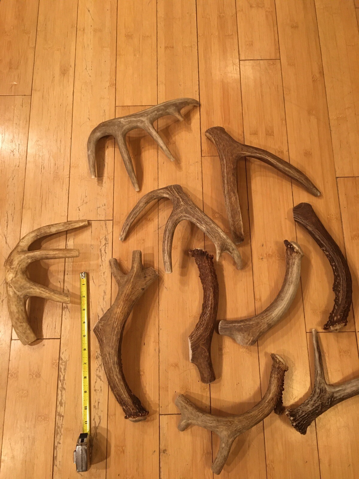 Huge COLOSSAL JUMBO CHEWS Whole Deer Antler Dog Chew SALE #1 GRADE Massive XXXL