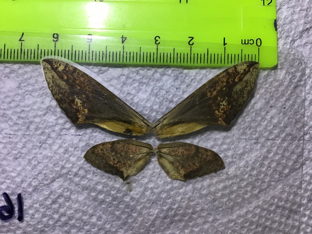 LPSP 16 A+/ A Sphingidae Moths