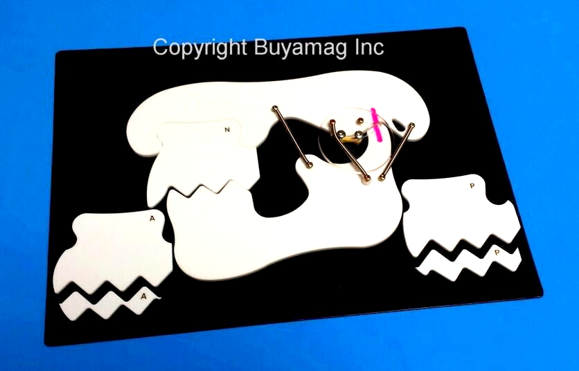 Dental TMJ Dysfunction Syndrome Model Pathology Disease Simulator Board