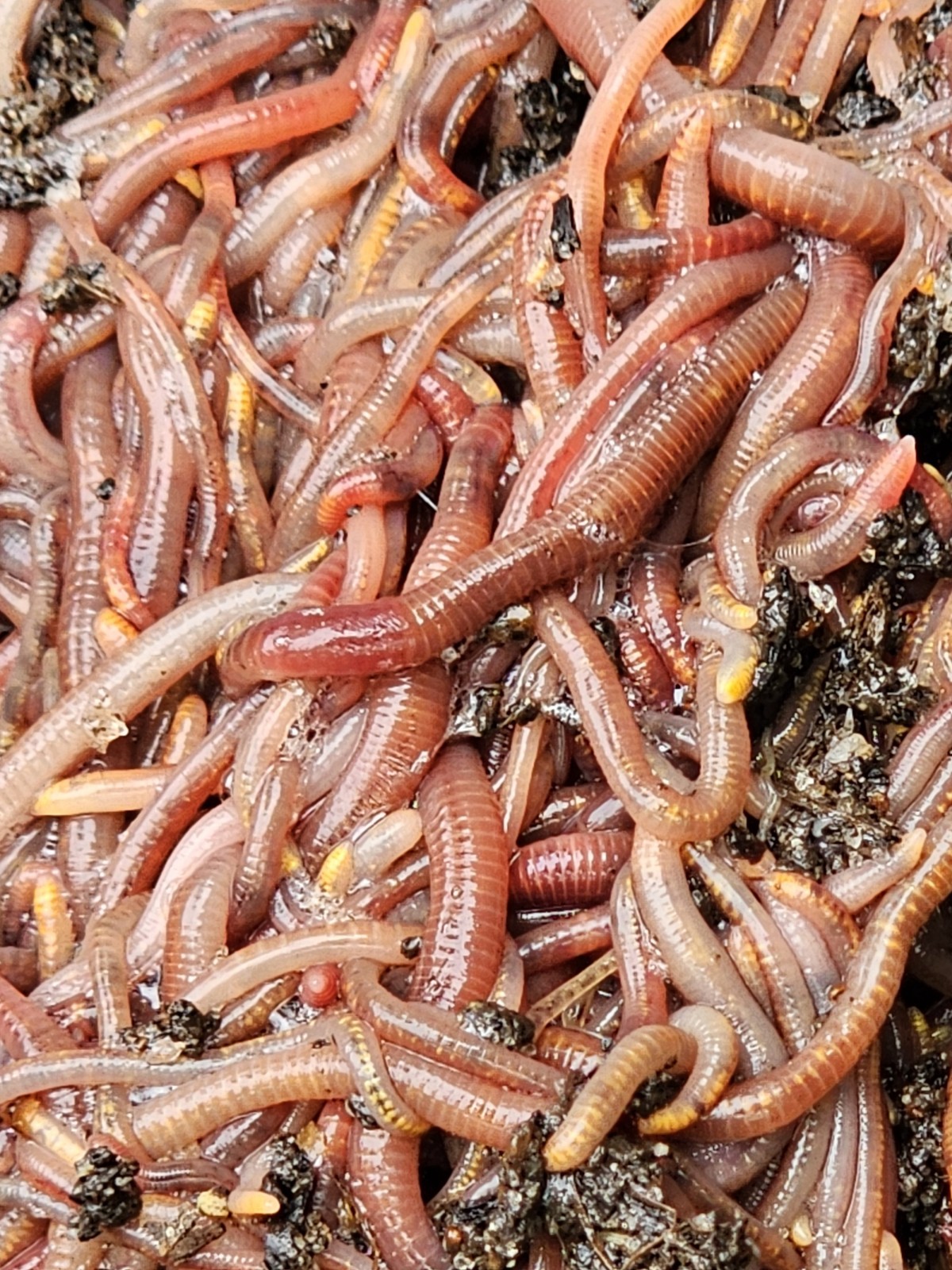 🪱Red Wiggler Worms 1/4 lbs. (approximately 250) Guaranteed Live Delivery🪱
