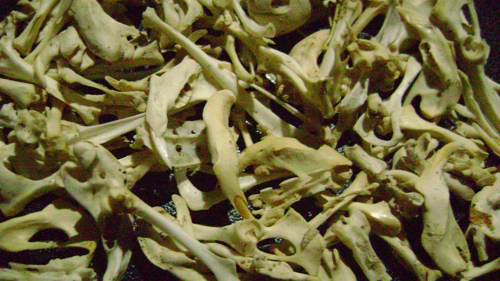 100 REAL RAT BONES taxidermy OCCULT ART crafts STEAMPUNK LOT animal skeleton