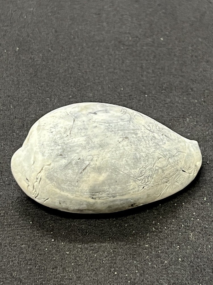 EXTINCT Fossilized COWRIE Shell From Central Florida - Pliocene Era.