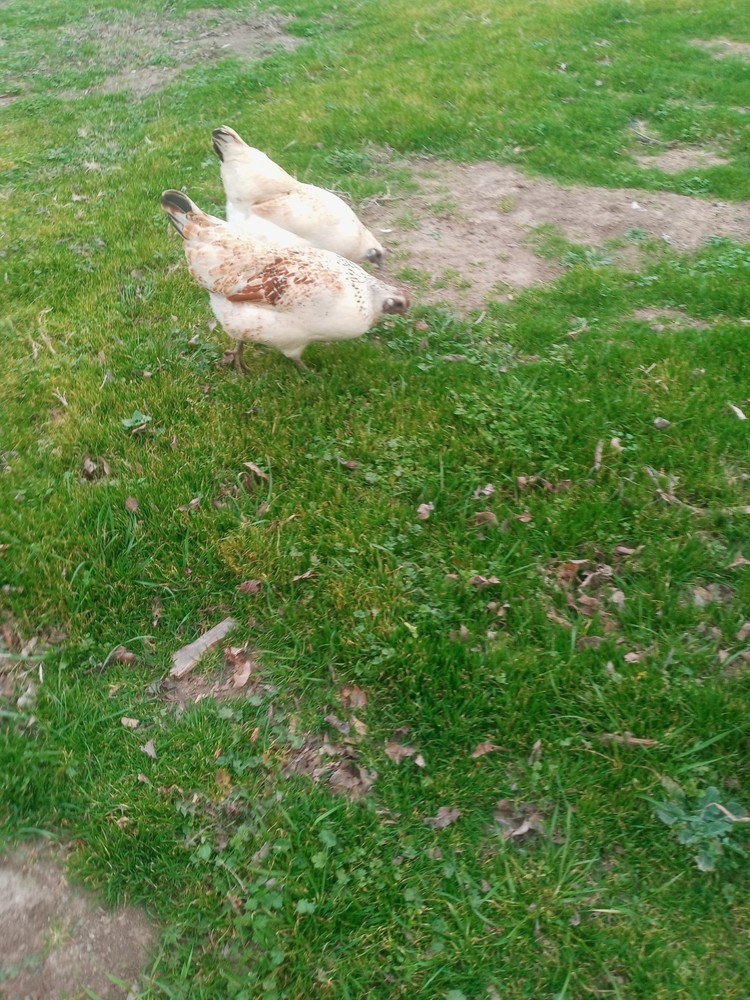 6+ Mosaic Hatching Eggs