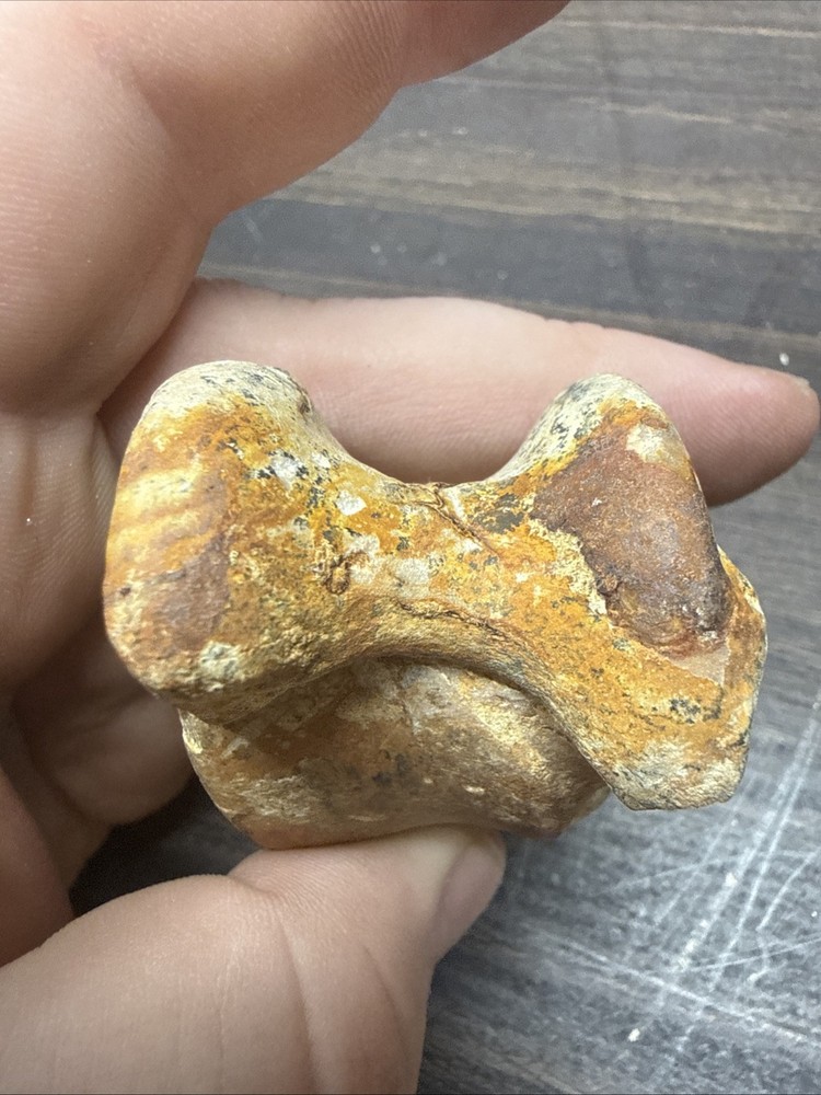 Unknown Fossil Specimen