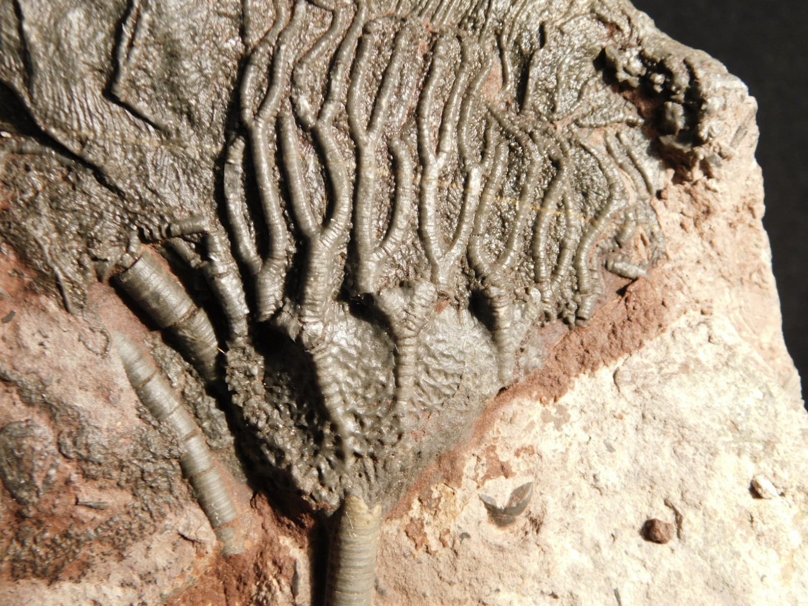 Larger! 430 Million Year Old! CRINOID Fossil or Sea LILY Fossil Morocco 629gr