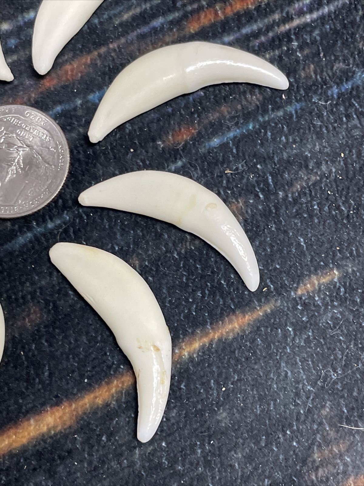 10 Real Coyote Teeth Odd MOUNTAIN MAN CRAFT SUPPLY JEWELRY Canines GOTHIC Skull