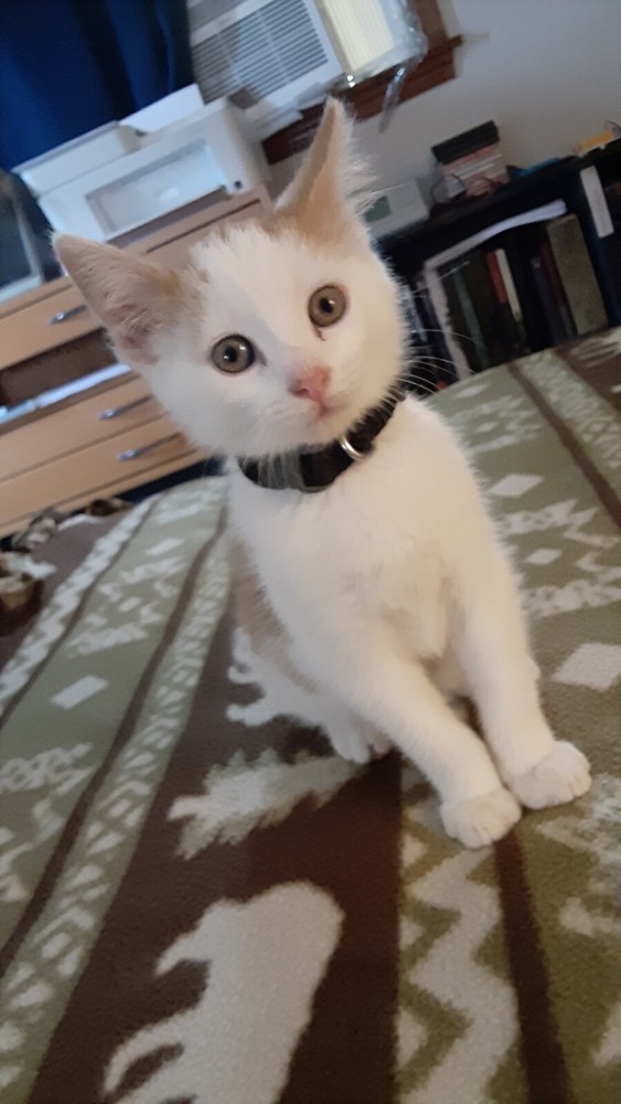 UPC1371C Sync Signal Processor