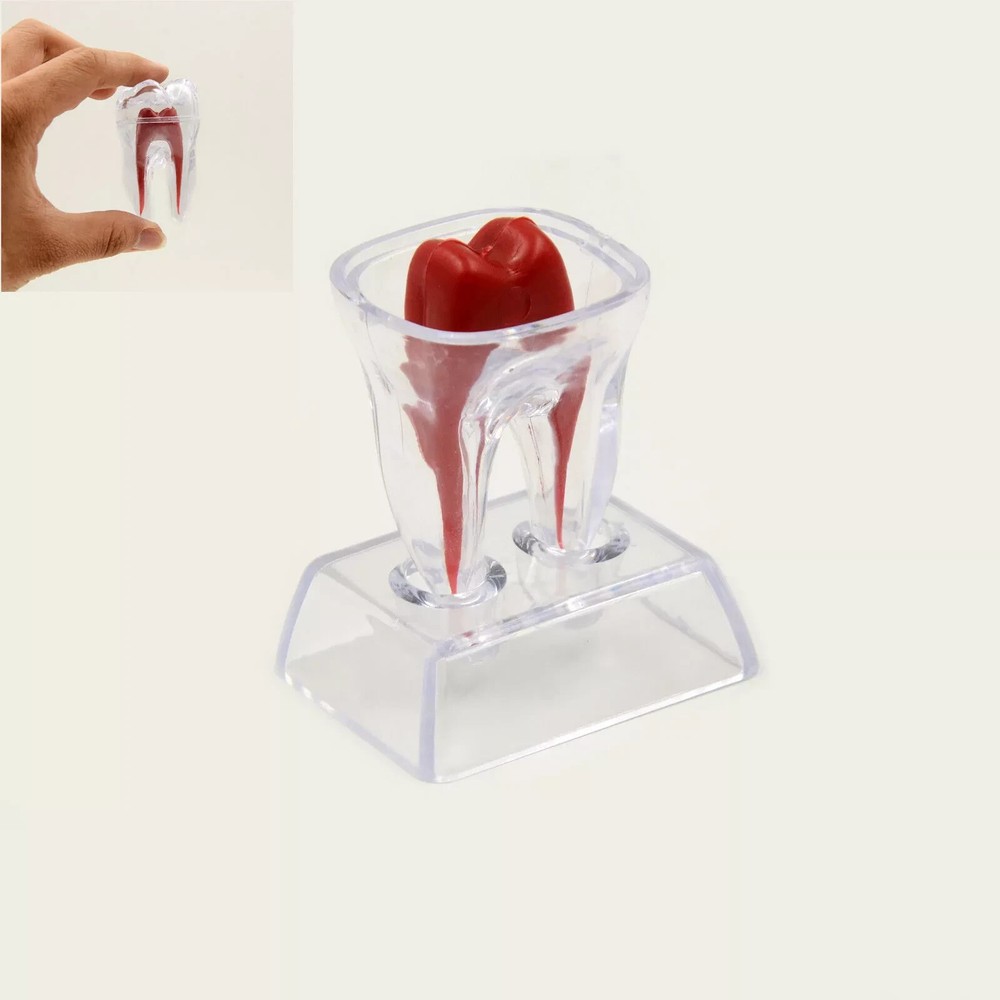 Dental Lab Crystal Base Hard Plastic Teeth Tooth Molar Model Separable For Study