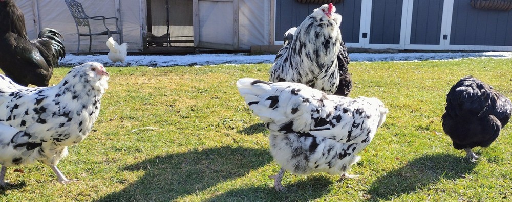 Ermine Ameraucana hatching eggs (12+)