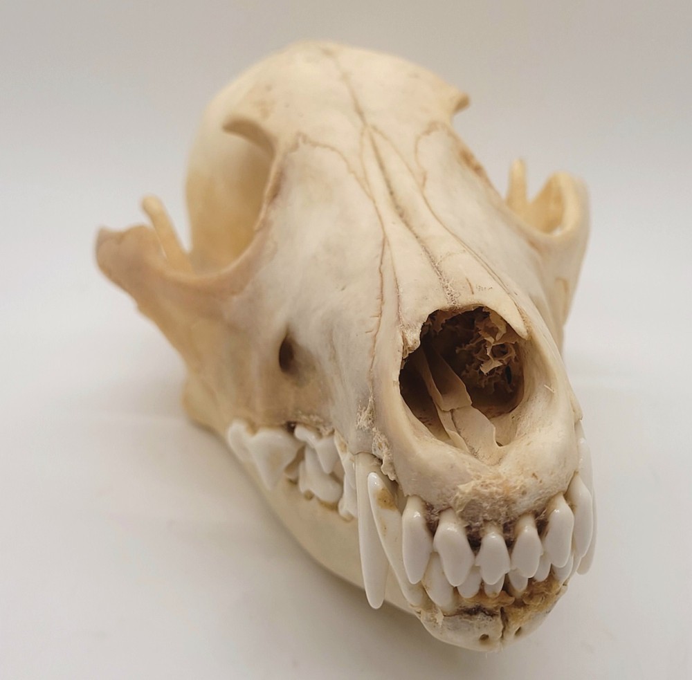 Authentic Coyote Skull, Excellent Condition - Ethically Sourced