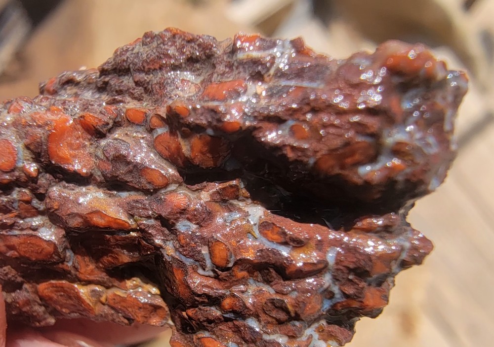 3.06lbs Small Medium agotized Dino Bone Reds