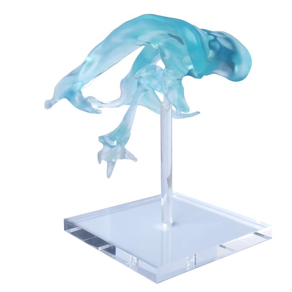 EVOTECH SCIENTIFIC Human Brain Ventricles Model for Anatomy Teaching Learning...