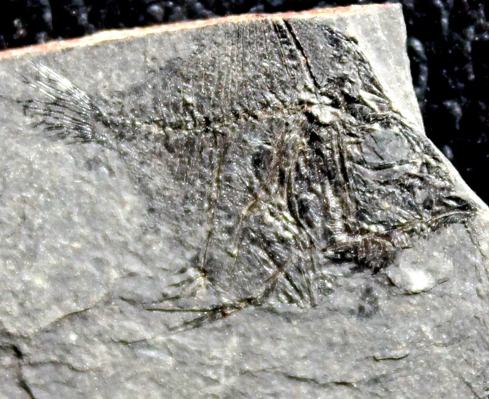 Antigonia - Very rare fossil fish
