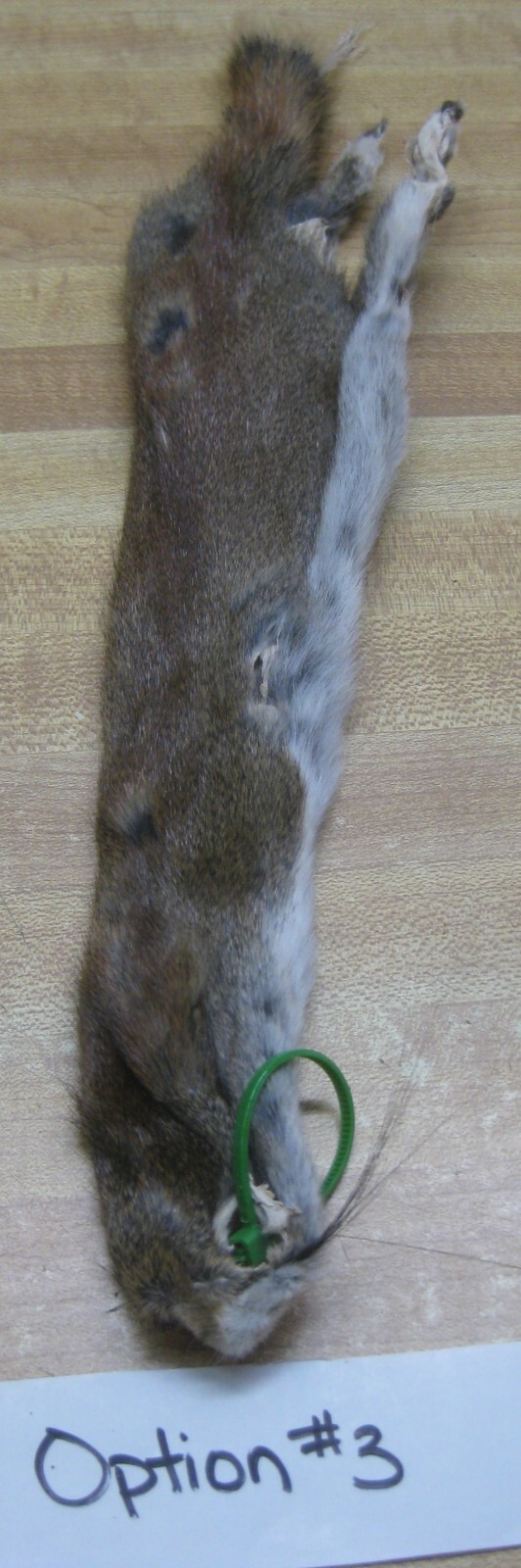 Canadian Red Squirrel Tanned Fur - Craft - Green Tag